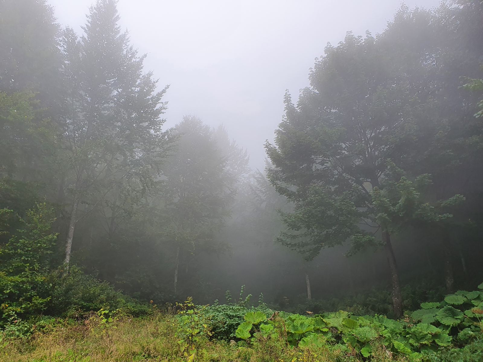 A misty forest — the Blackwood Files